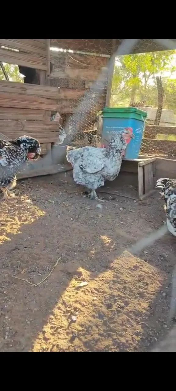 Galinha balão sertaneja  - Foto 2