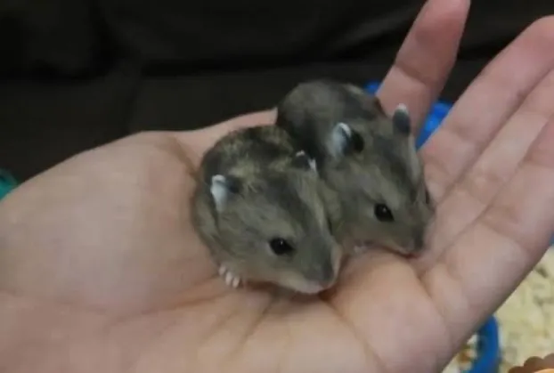 Filhotes de hamster Anão Russo SOMENTE REAIS INTERESSADOS