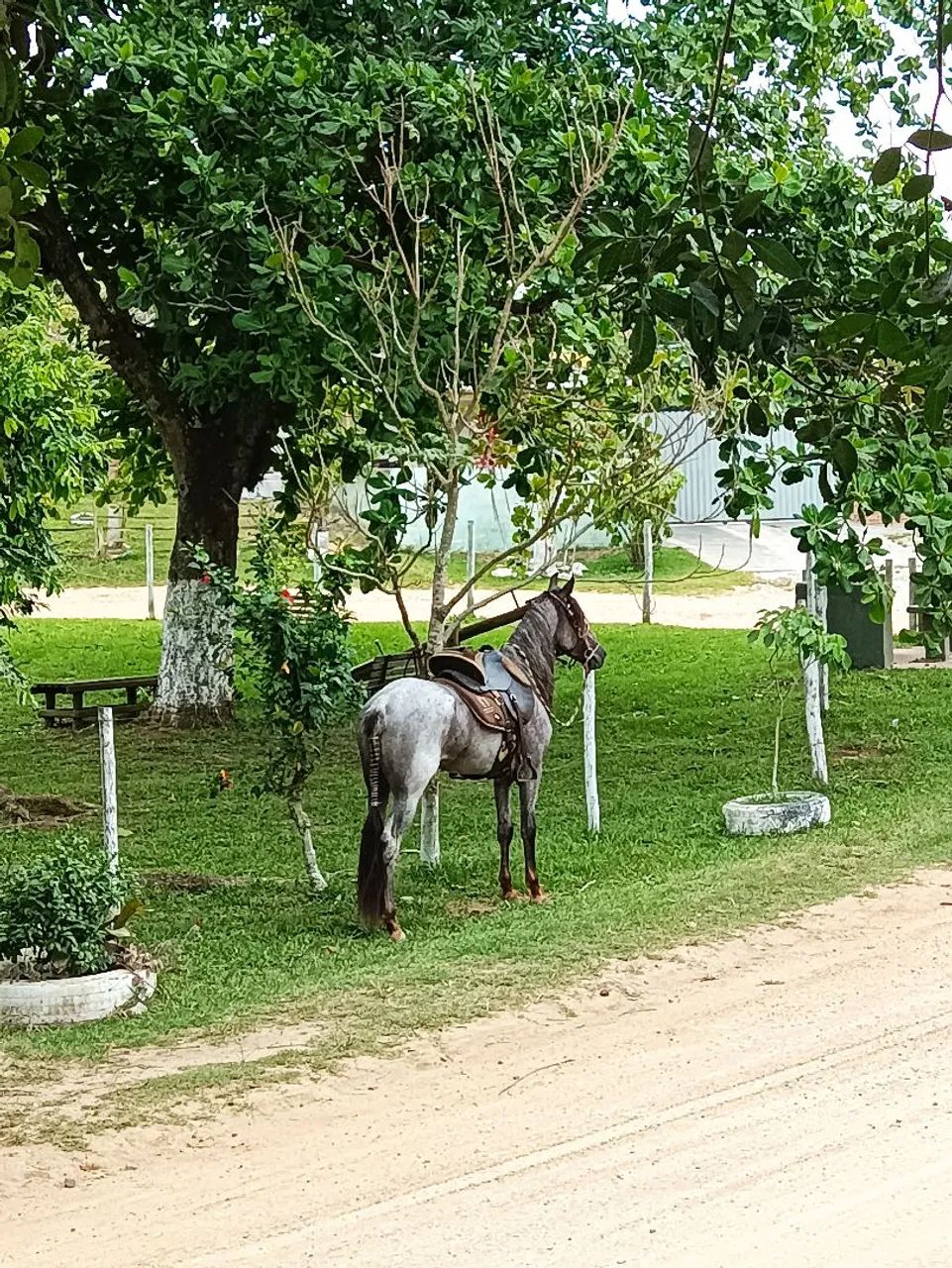 Cavalo Mangalarga Marchador - Foto 4