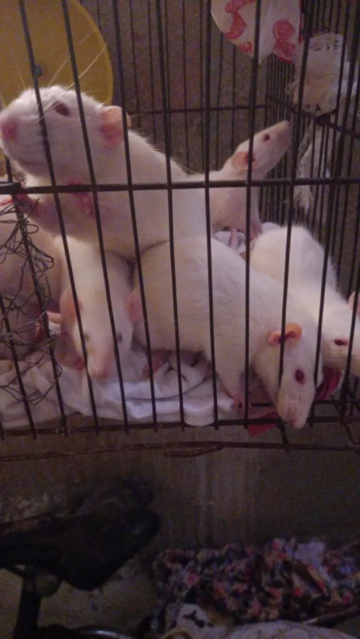 Ratos brancos  2  por 80 reias 
