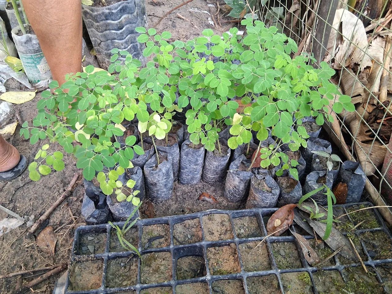 Moringa Oleífera - Mudas para Plantio - Foto 2