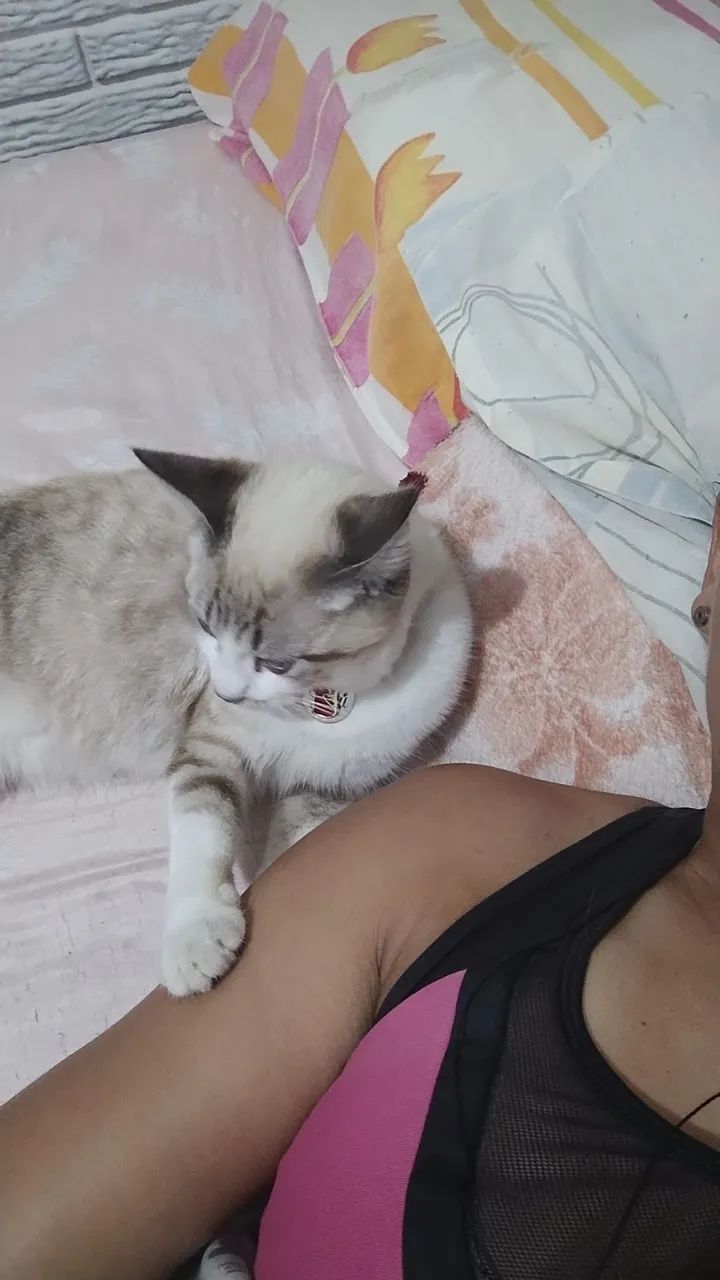 Gato lindo e dócil para adoção - Foto 3