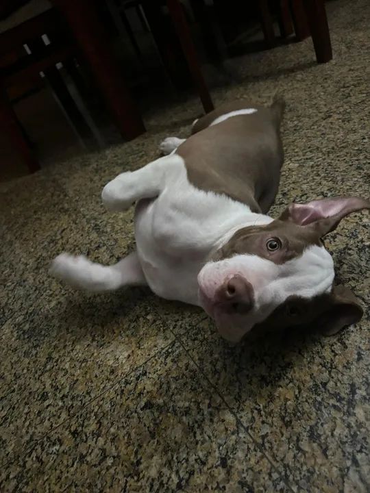 Filhote de Pitbull  - Foto 2