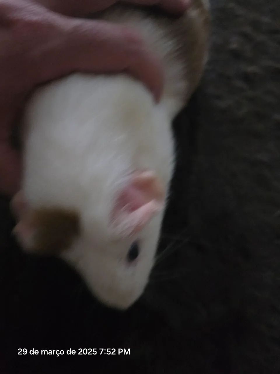 Gaiola para Roedores - Foto 4