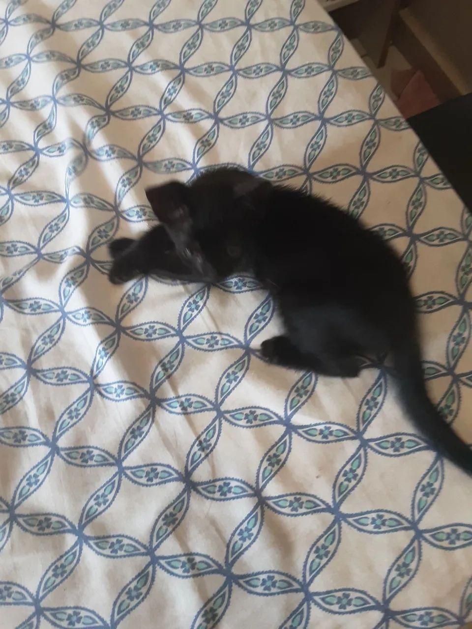 Gatinha filhote fêmea pra adoção  - Foto 2