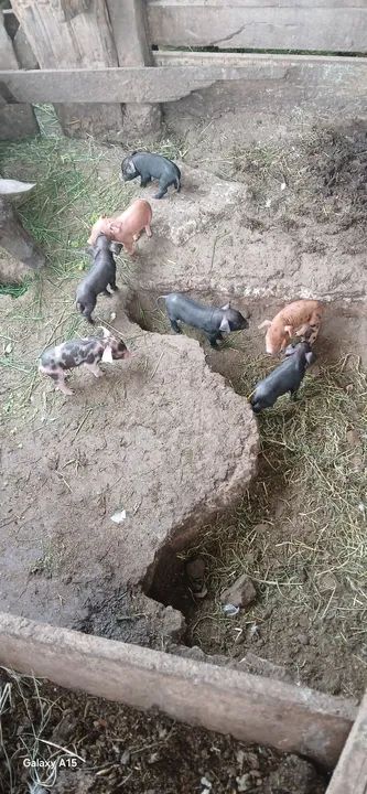 Doa-se leitões  * falar com marcelo - Foto 5