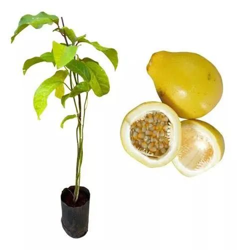Muda de maracujá doce 