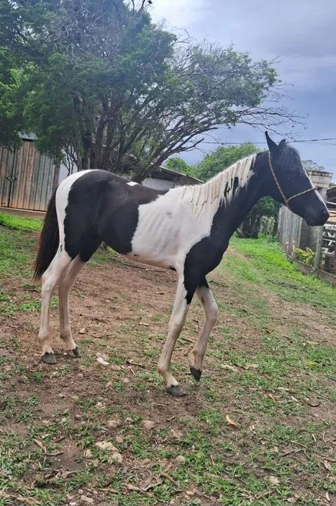 Potro mangalarga pampa de preto  - Foto 4