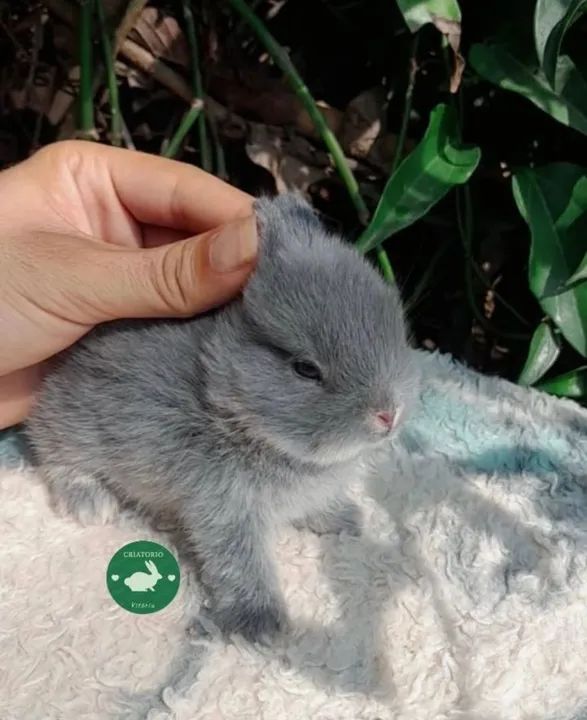 Anão netherland - Foto 2