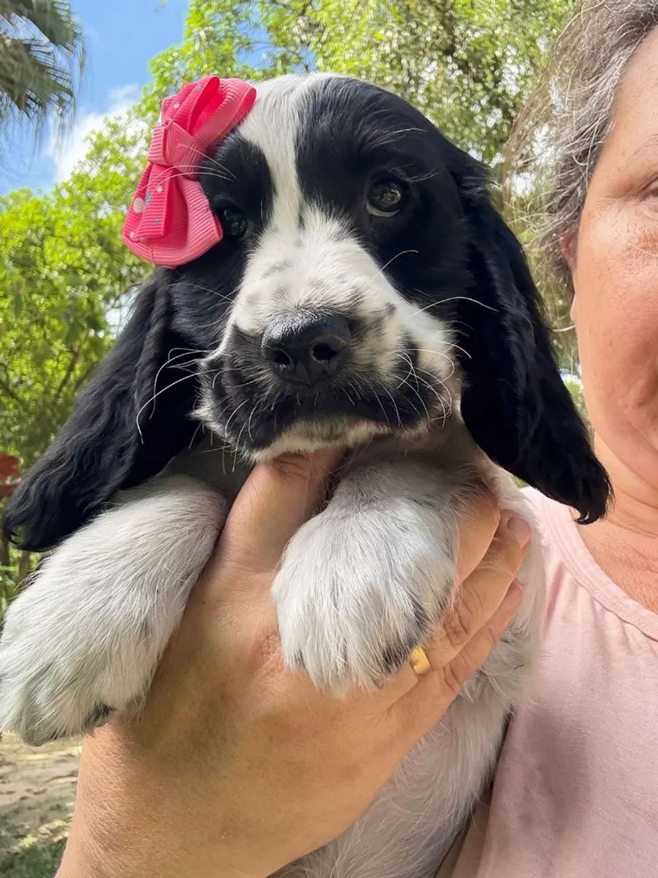 Cocker Spaniel macho - Foto 3