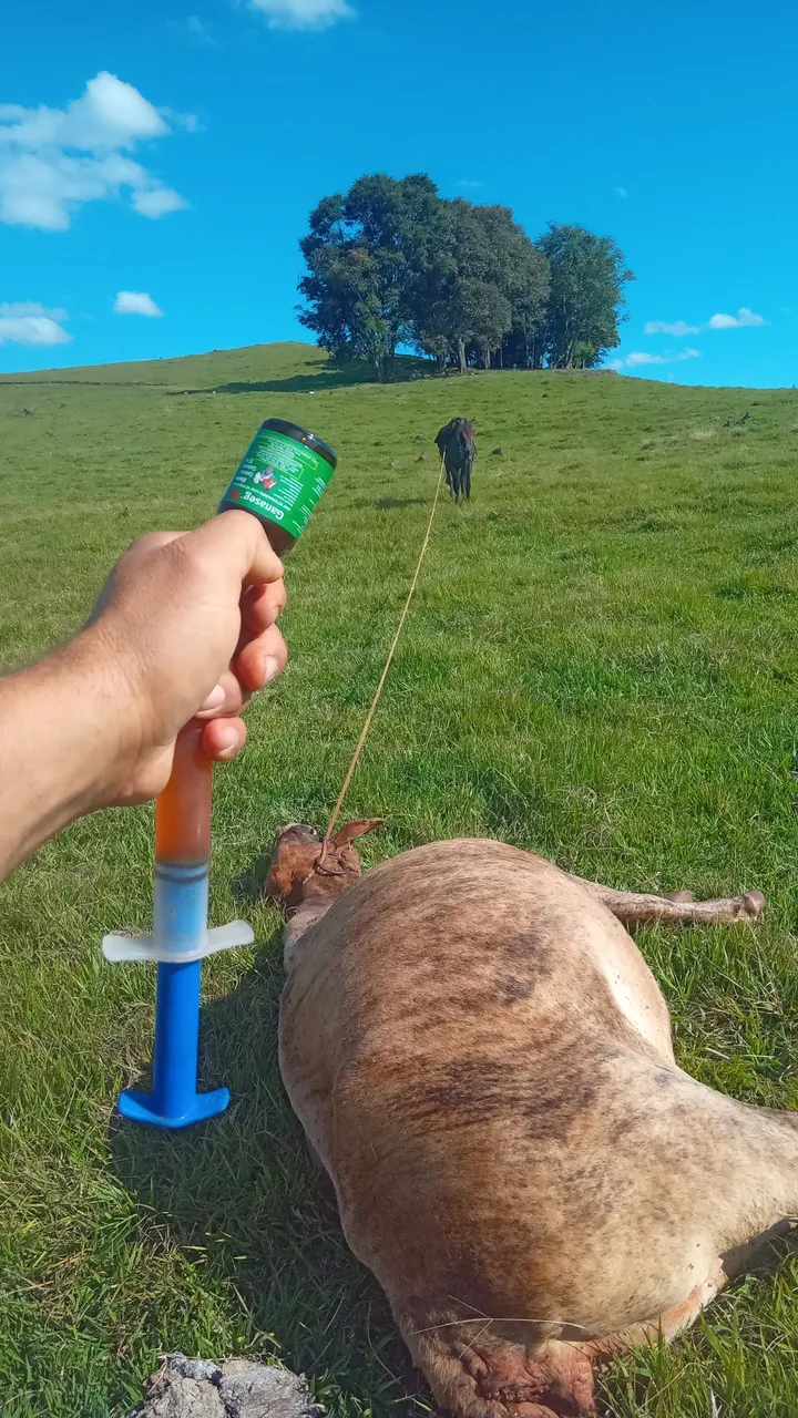 Domo cavalo lida para lida de campo
