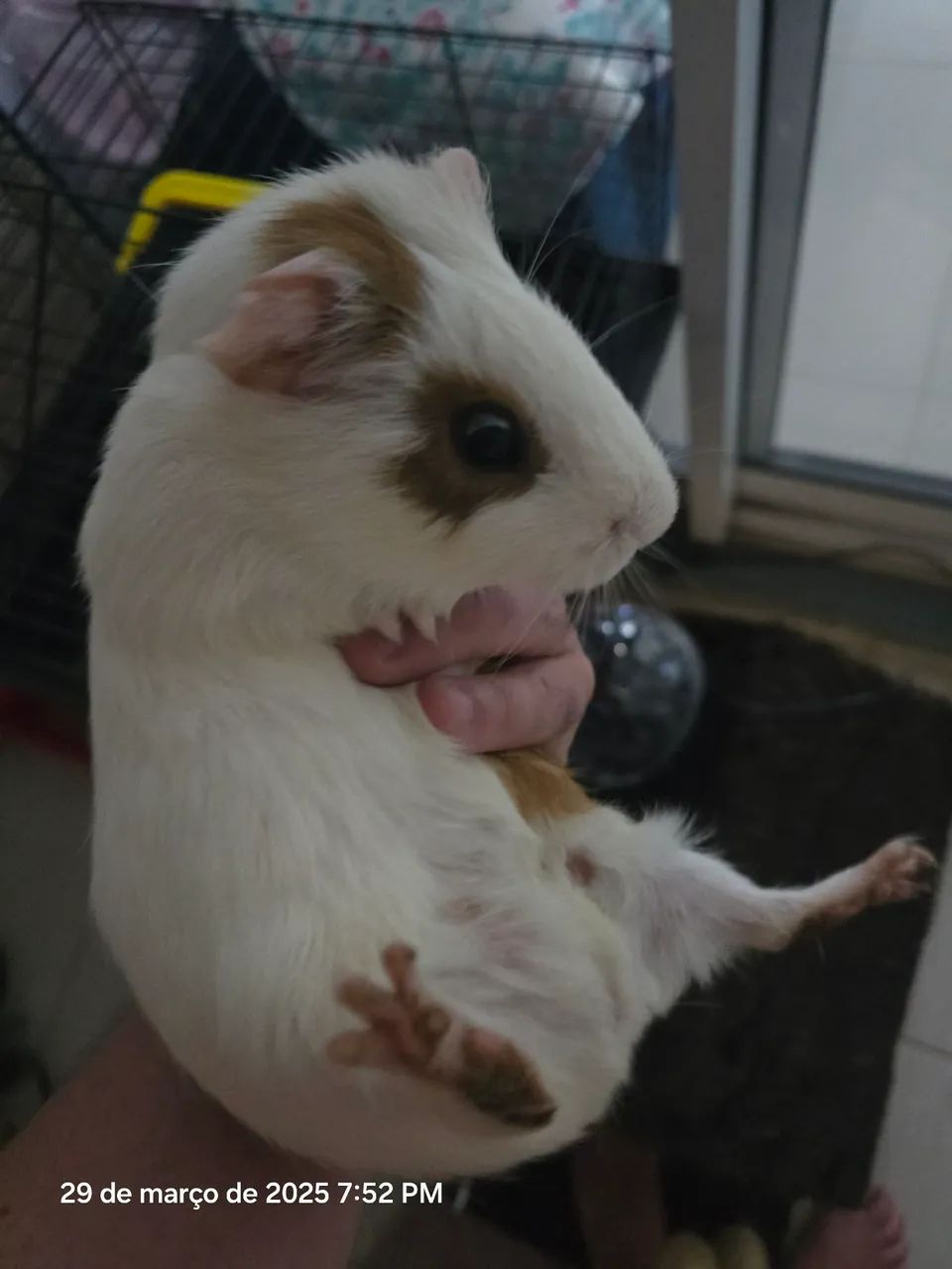 Gaiola para Roedores - Foto 2