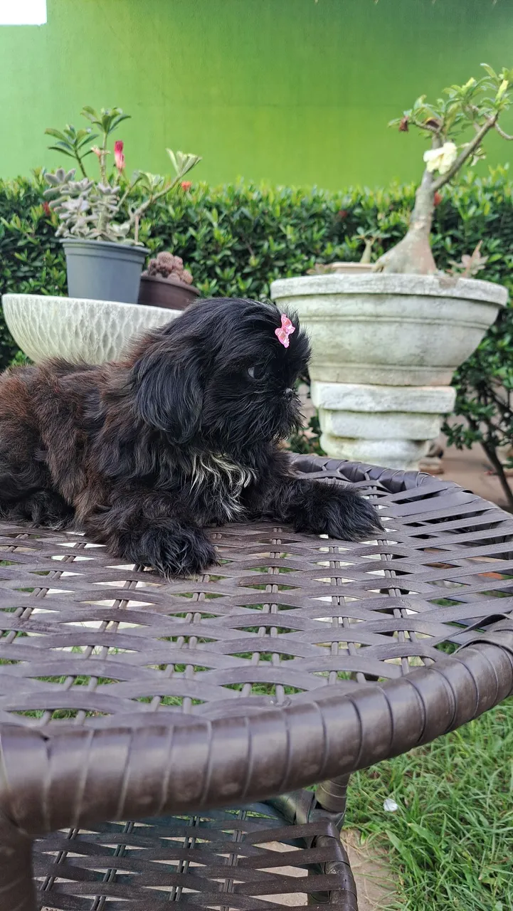 Venda de filhotes shih tzu