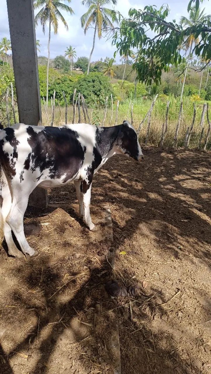 Novlhas e garrote  - Foto 6