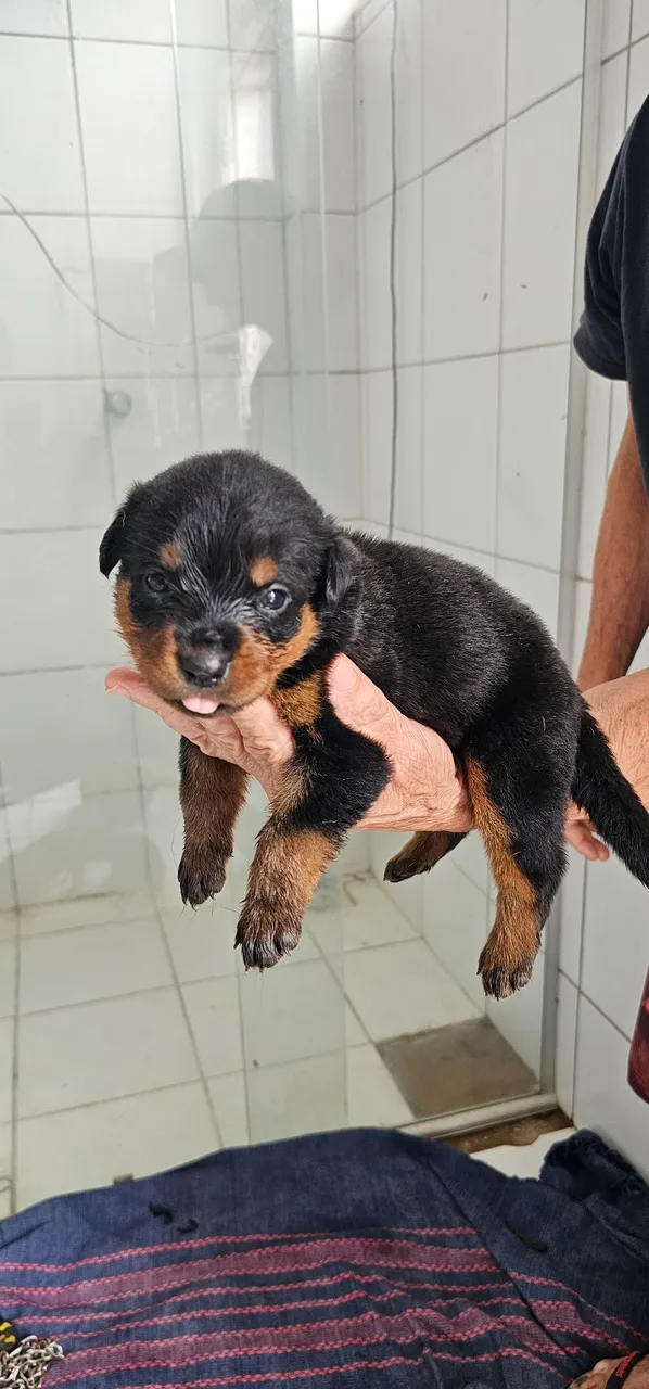 Filhotes Rottweiler Puros Pai e mãe com pedigree