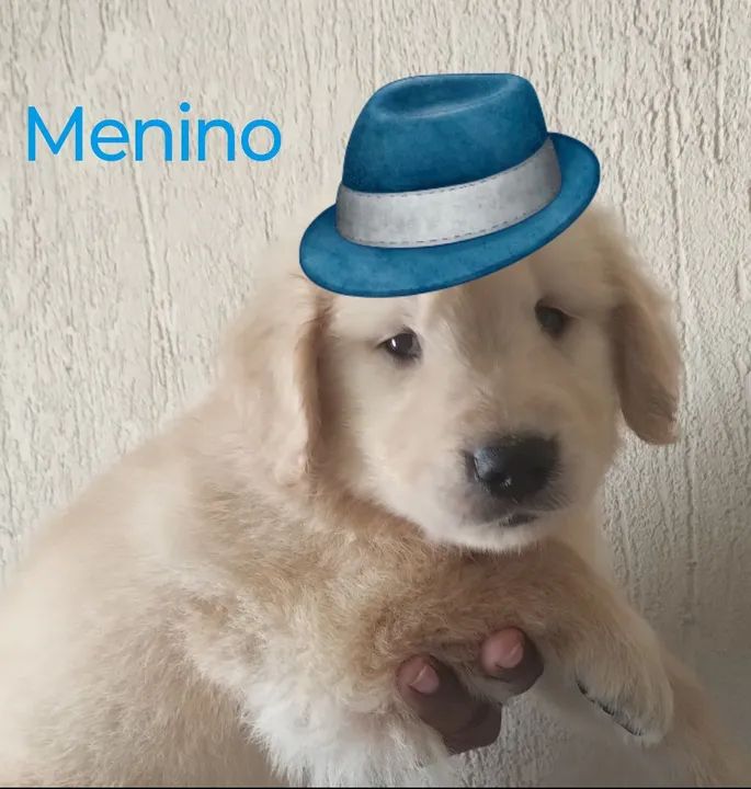 Filhotes de Golden Fêmea e Macho