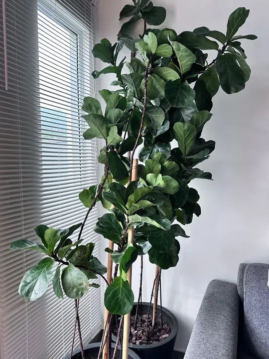 Ficus Lyrata - Planta de Interior - Foto 2