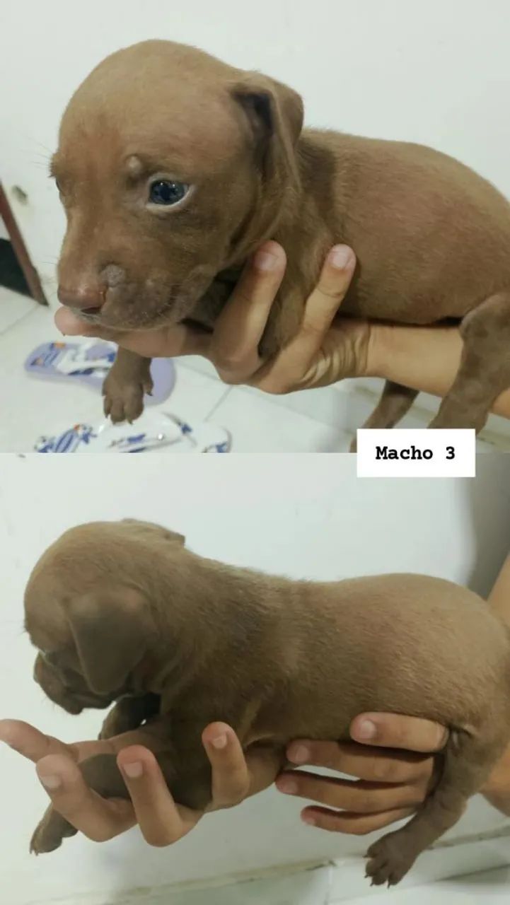 Filhotes de Pitbull - Foto 3