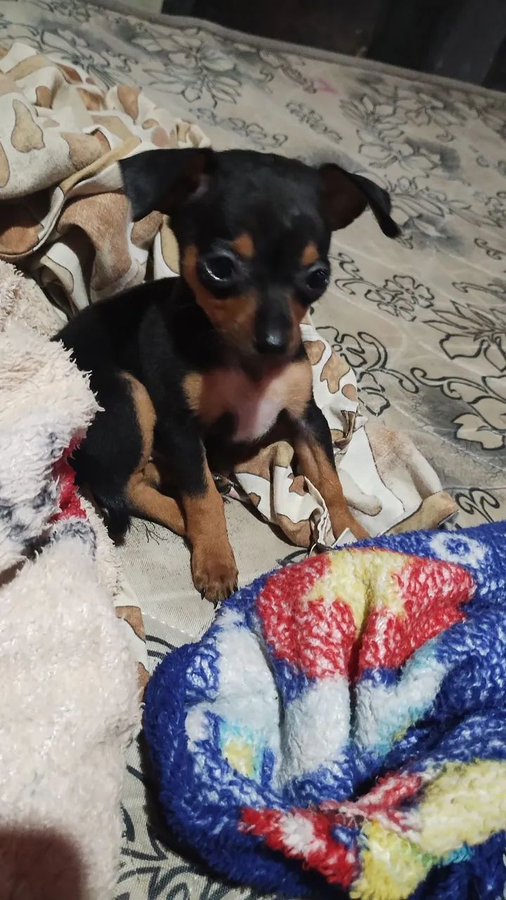 vendo uma  Pinscher 00   está com 02 mês. já vacinada e veemifugada   j - Foto 2