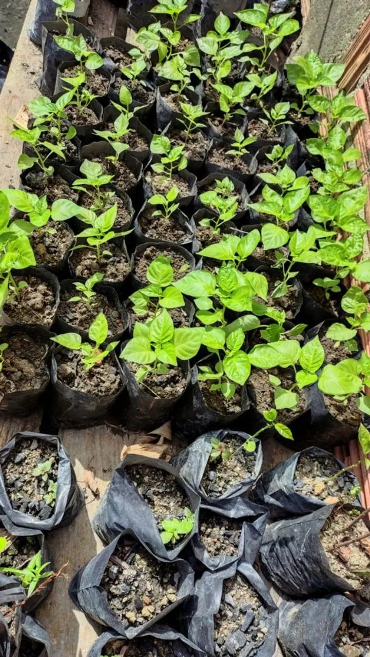 Não entrego  - Foto 5