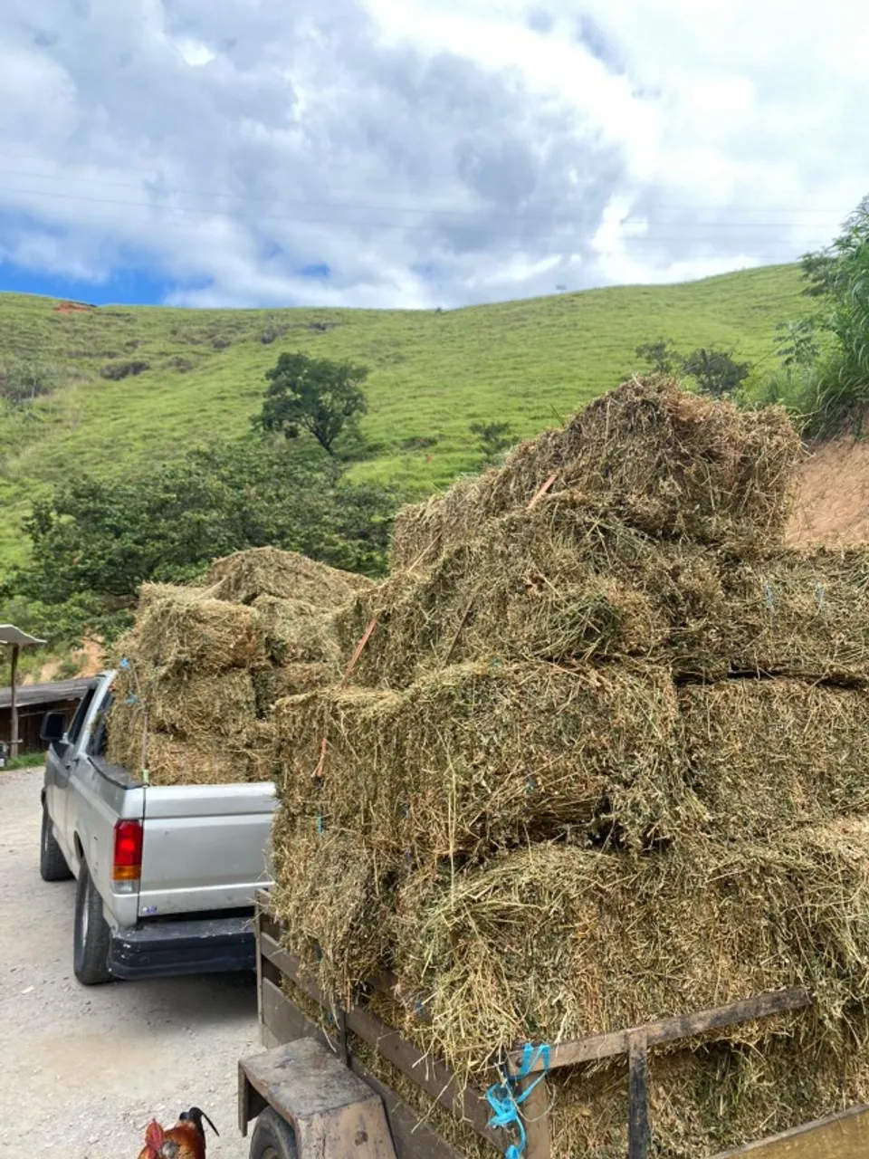 Feno de Alfafa 20KG
