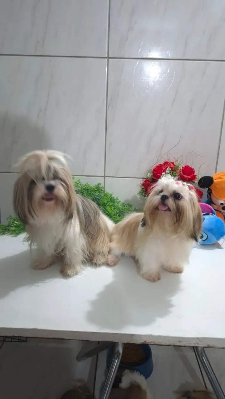 Dois filhotes Shih Tzu para adoção
