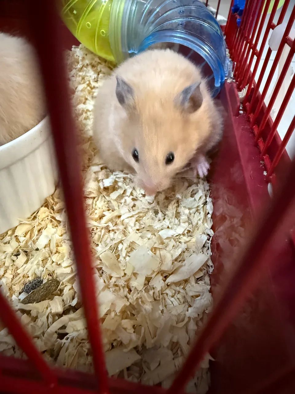 Hamster a venda64168604271747122