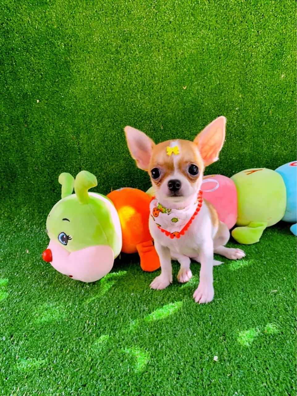 Chihuahua Fêmea Pelo curto MINÚSCULA 