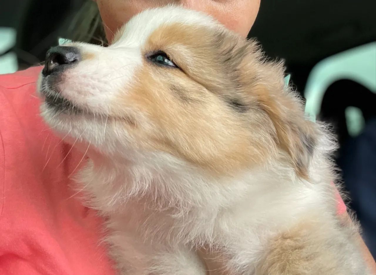 Border collie  - Foto 2