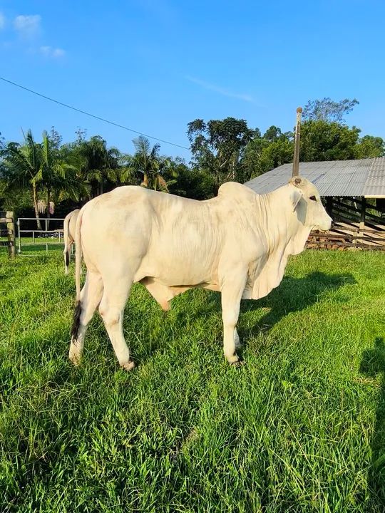 Touro Brahman Jovem  - Foto 3