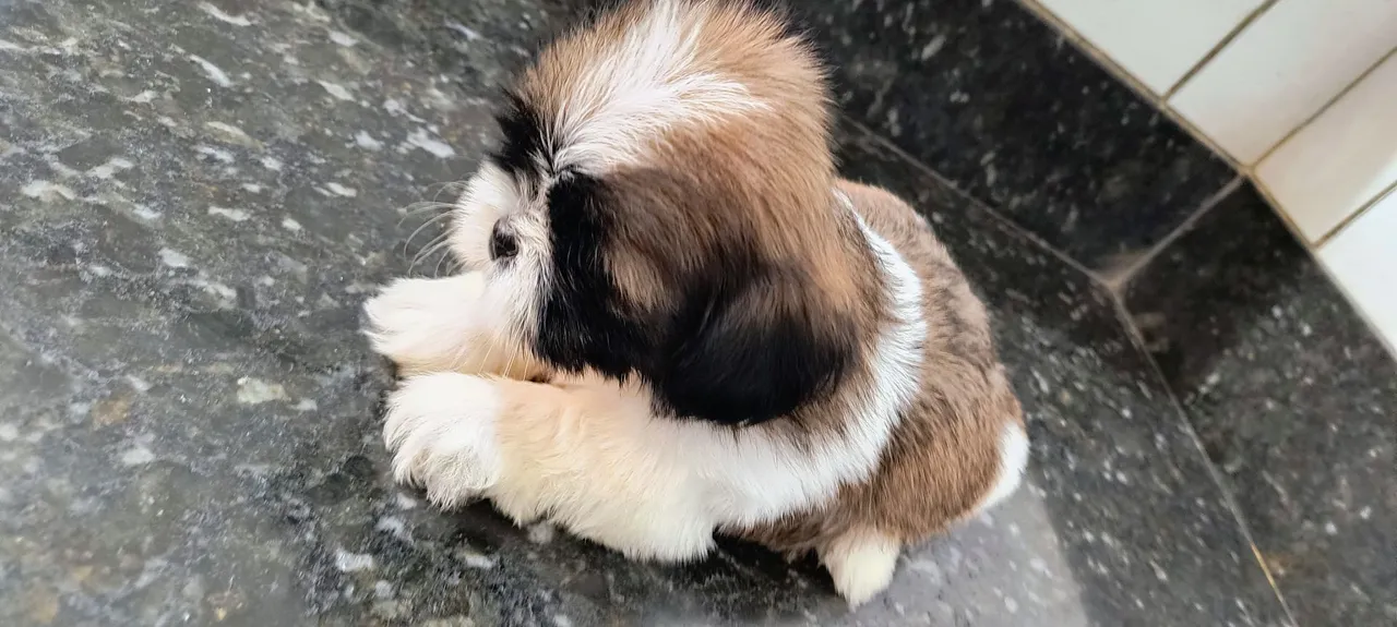 Filhote Shih Tzu macho e Fêmea em promoção.