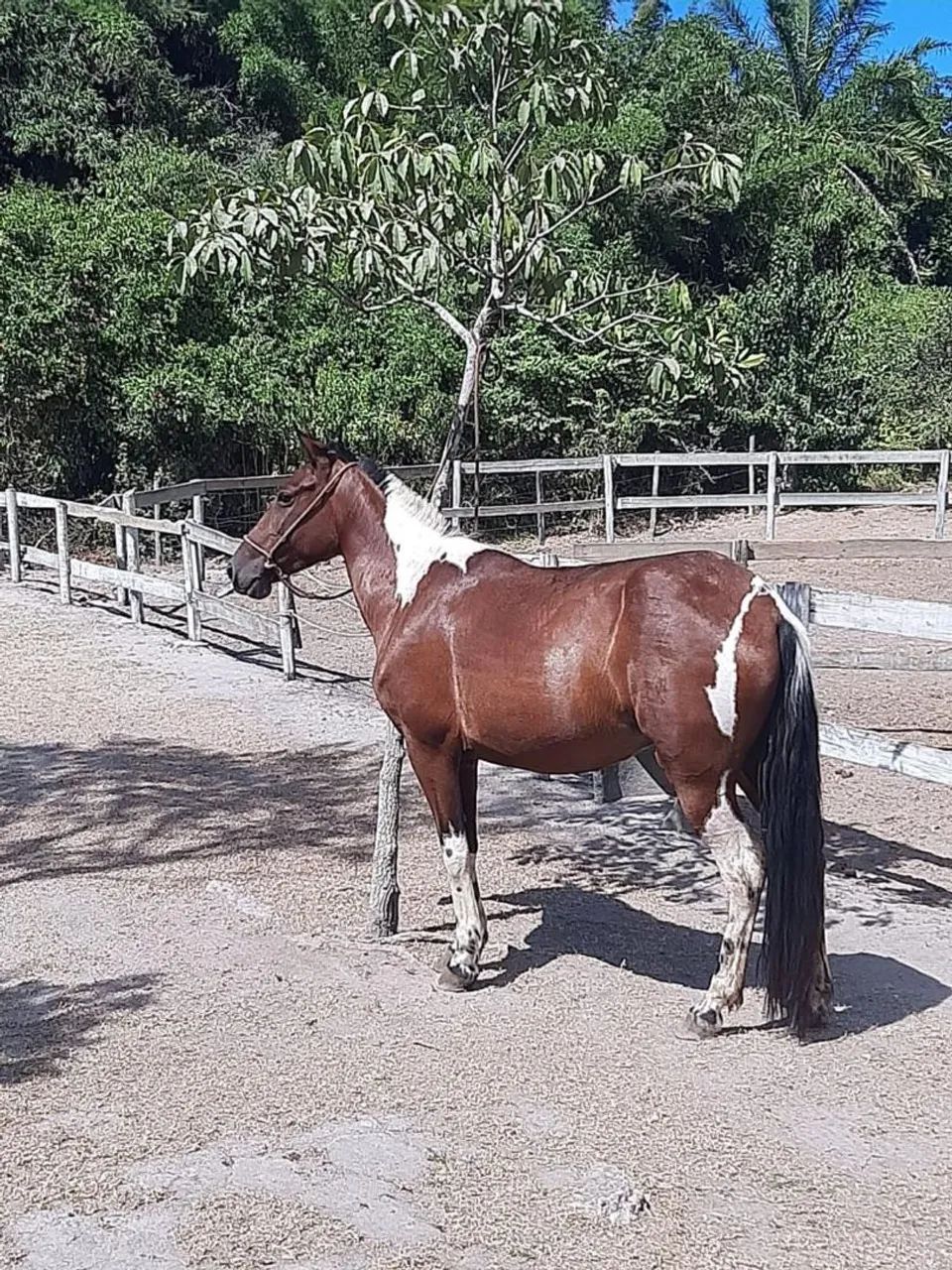 Égua pampa homozigota