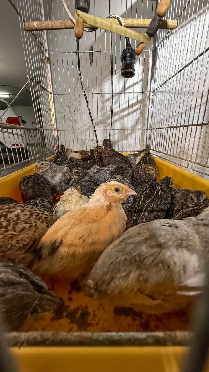 Codornas Gigantes de 20 a 30 dias - Lindas, saudáveis e de genética excelente! - Foto 5