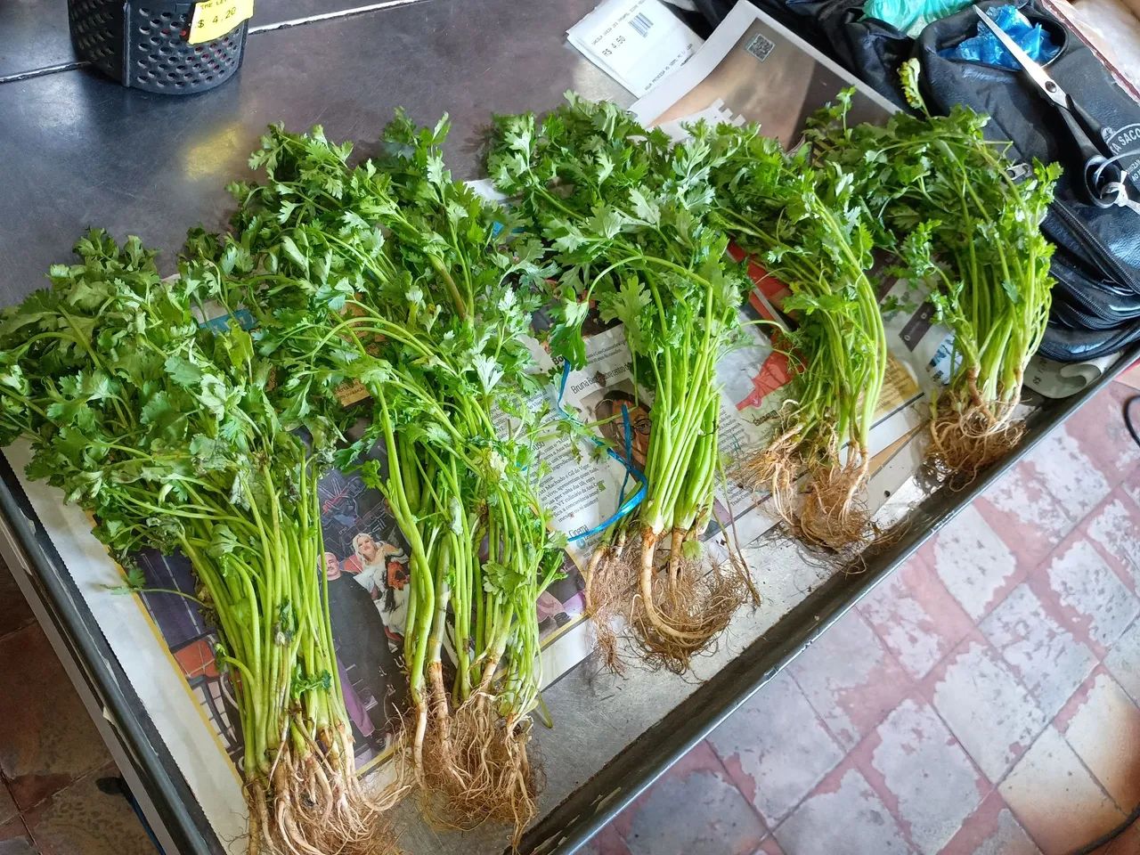 Cenoura/batata/pimentinha/Cebola HortFruit - Foto 4