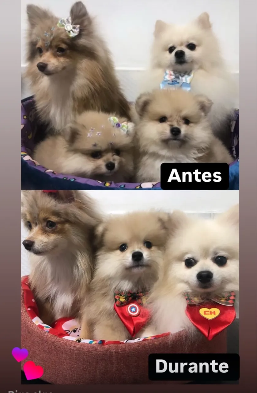 Filhotes de Spitz Alemão disponíveis para adoção!