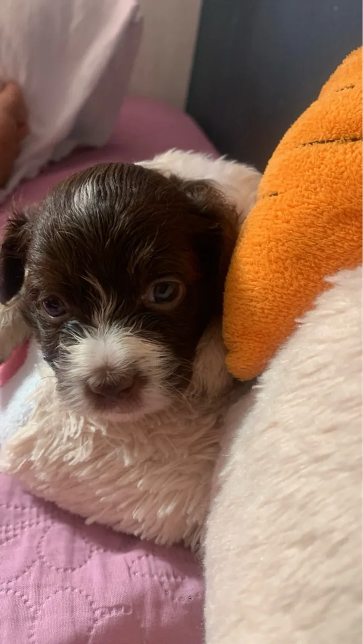 Filhote adorável de Shih Tzu para vende