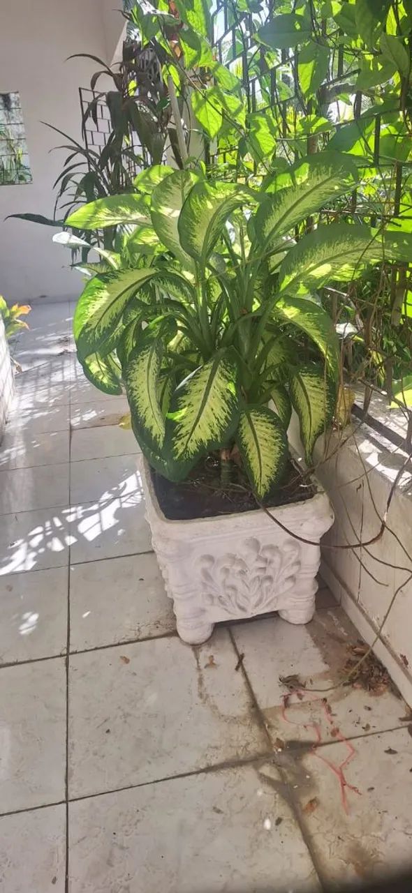 Vaso de Planta com Planta Ornamental - Foto 5