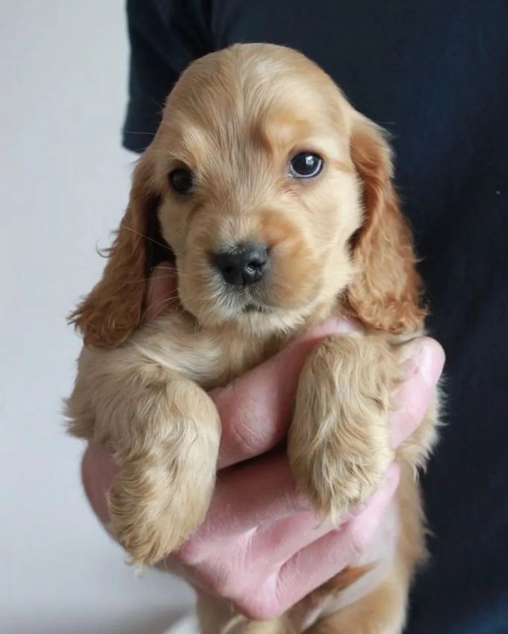Cocker Spaniel Inglês - Filhotes Alegre ! - Foto 2