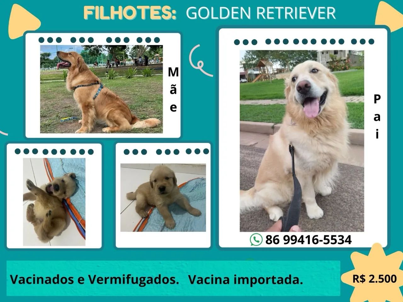 Filhotes Golden Retriever - Vacinados e Vermifugados