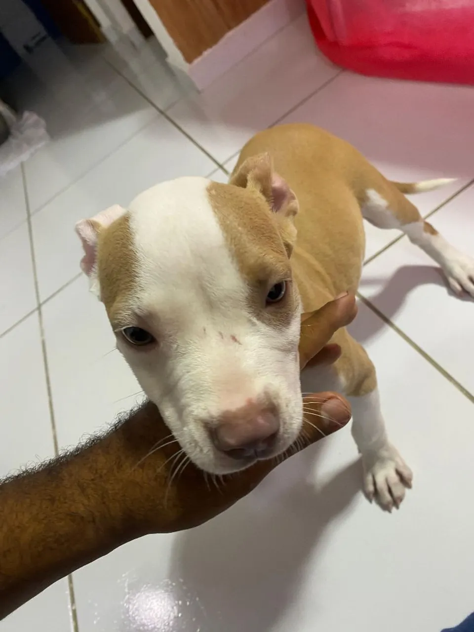 Filhote de Pitbull disponível para vender