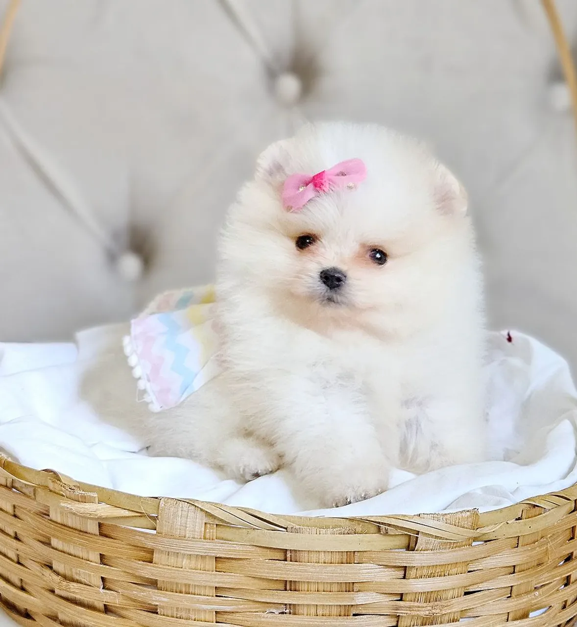 Spitz Alemão * Lulu da Pomerânia