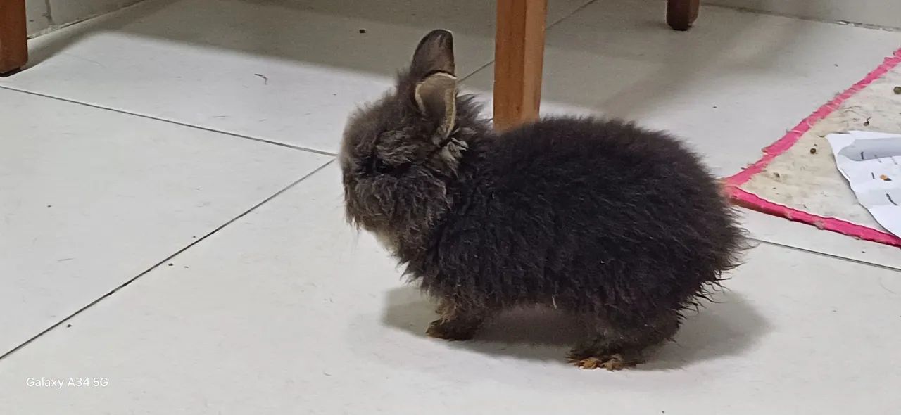 Coelhinho fofinho  - Foto 2