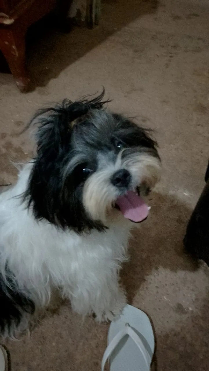 Shih Tzu trocar em outro de raça