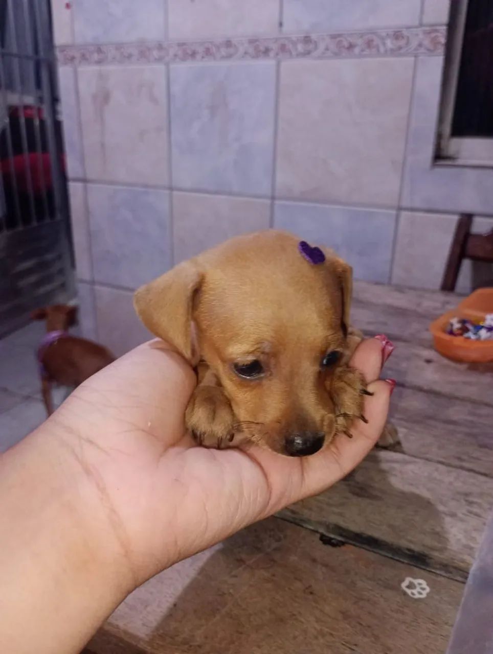 Quatro lindas fêmeas Pincher 3