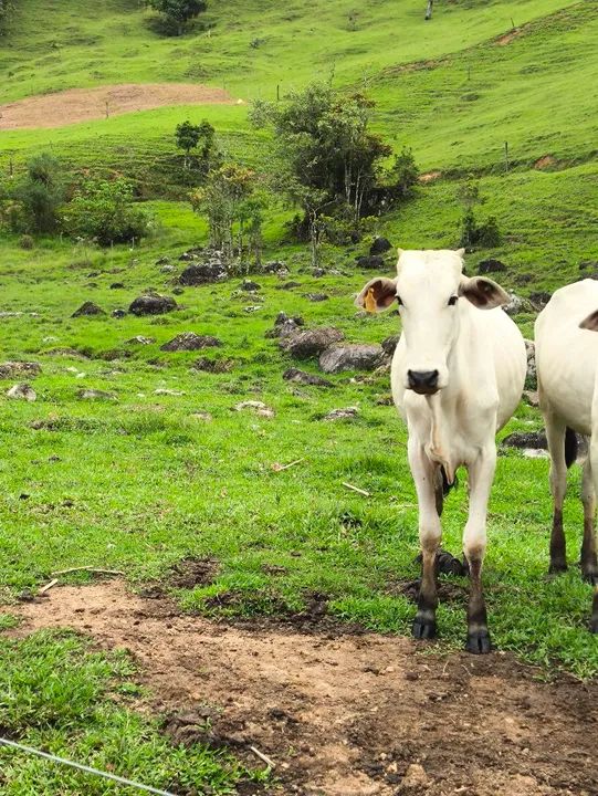 Novilha Nelore - Foto 4