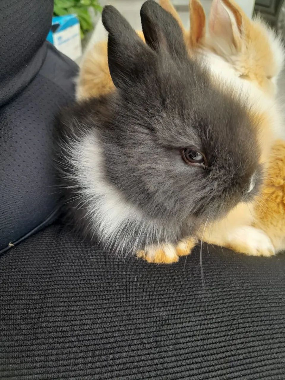 Mini coelho  - Foto 2