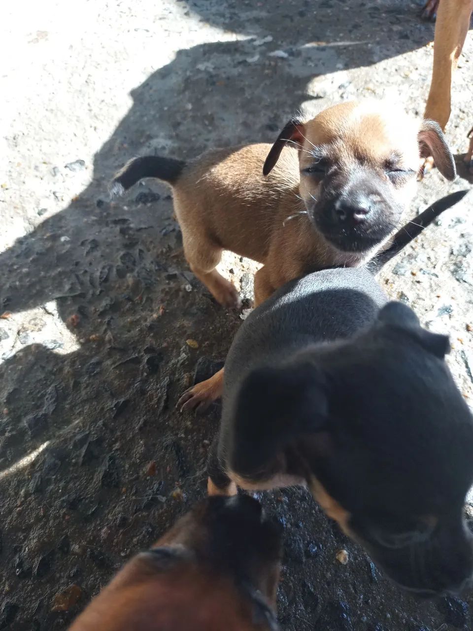 Filhotes de Pinscher macho - Foto 4