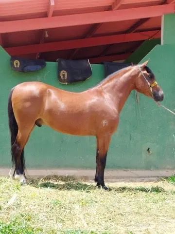 Cavalo Mangalarga
