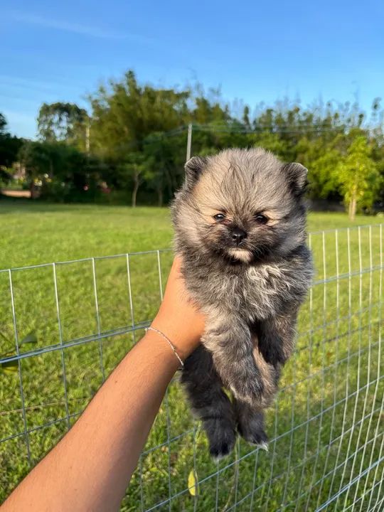 Pomerania anao machinho laranja  - Foto 4
