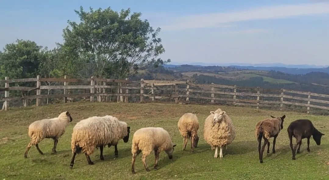 Ovelhas para criação - Foto 2